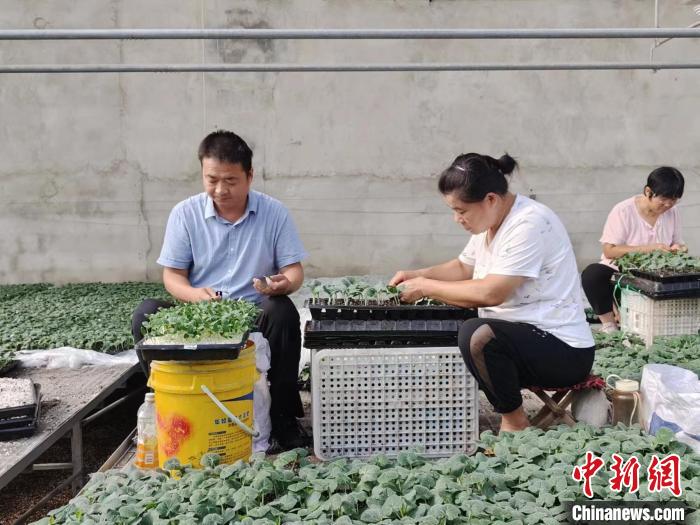 村民在育苗基地嫁接种苗。 王采怡 摄